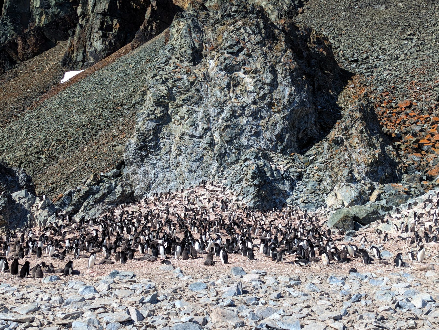 Une colonie de manchots en Antarctique (photo : Pierrick Nonnis).