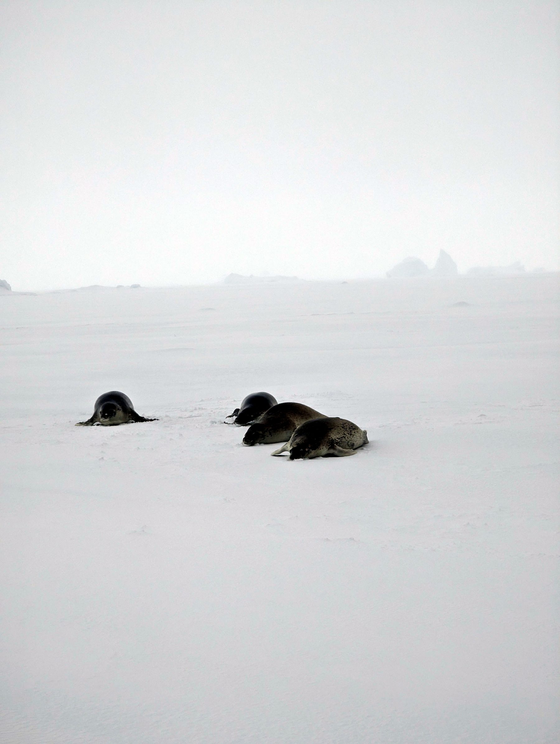 Des phoques se reposant sur la banquise (photo : Pierrick Nonnis).