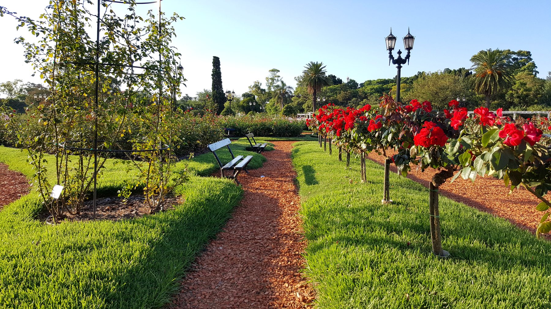 La roseraie de Palermo (El Rosedal), au cœur des Bosques (photo : Pierrick Nonnis).