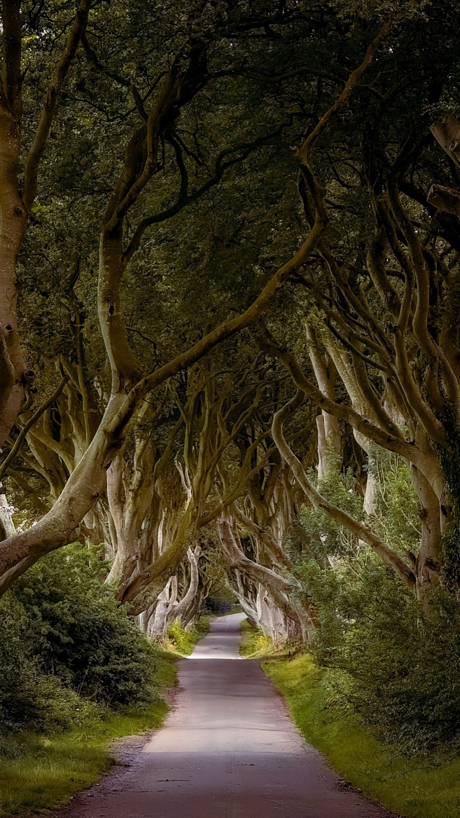 les Dark Hedges