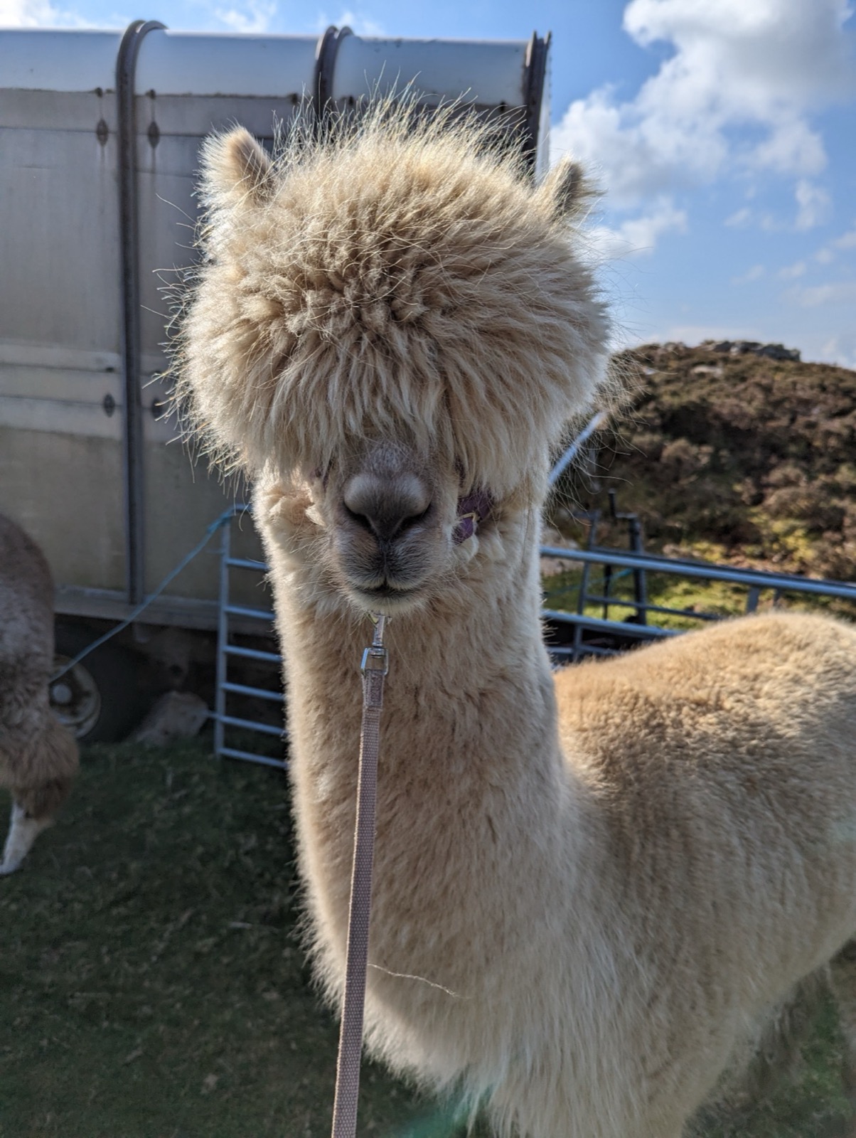 la Wild Alpaca Way