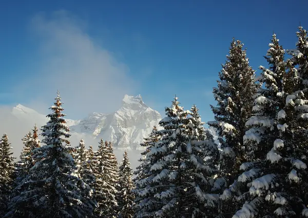 Le Hahnen vu depuis Ristis, sapins enneigés (janv. 2015)