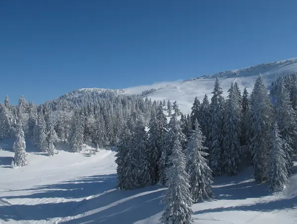 Versant nord de La Dôle, sapins enneigés et pistes, février 2015