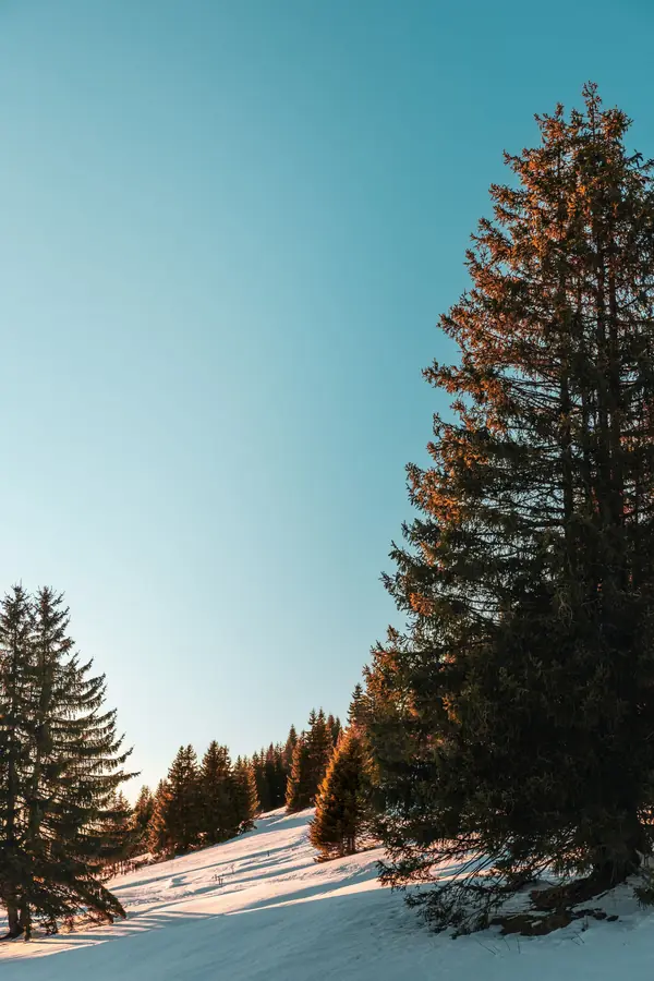 Sapins et pente enneigée sous ciel bleu, Morzine (lieu précis non indiqué, format portrait)