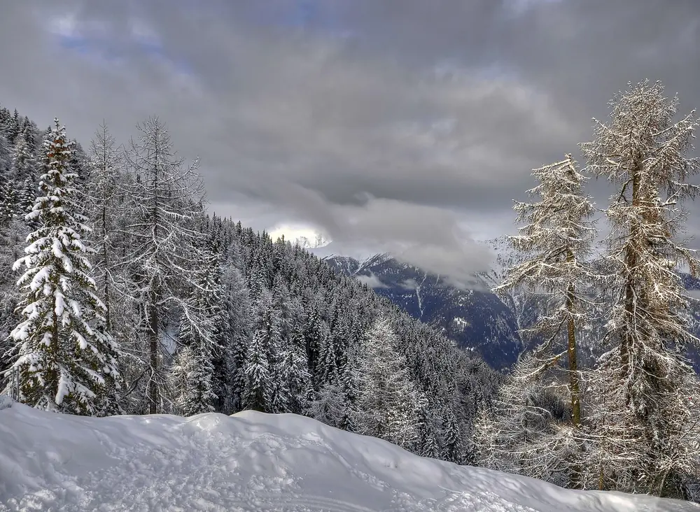 Forêt enneigée au-dessus de la Val di Sole, à Malghet Aut (Folgarida), janvier 2010