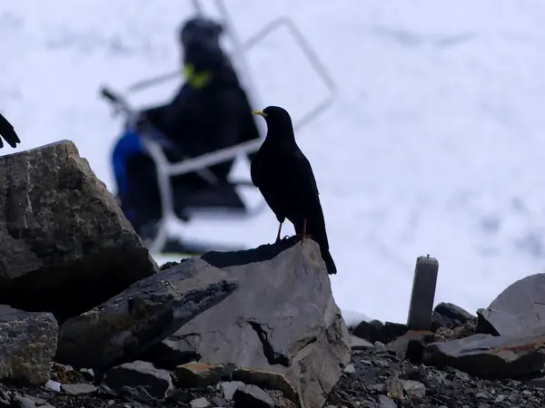 Un chocard à bec jaune posé sur un rocher près d'un télésiège de Val Thorens