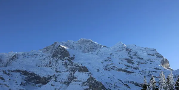 La Jungfrau et le Silberhorn enneigés vus de la Wengernalp (11 janv. 2024)