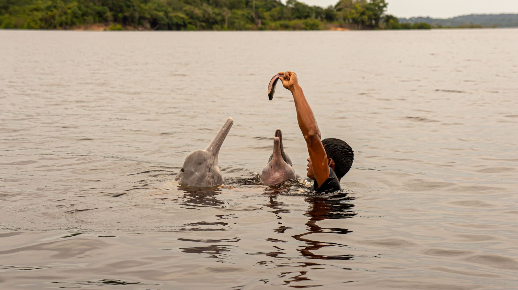 les dauphins roses