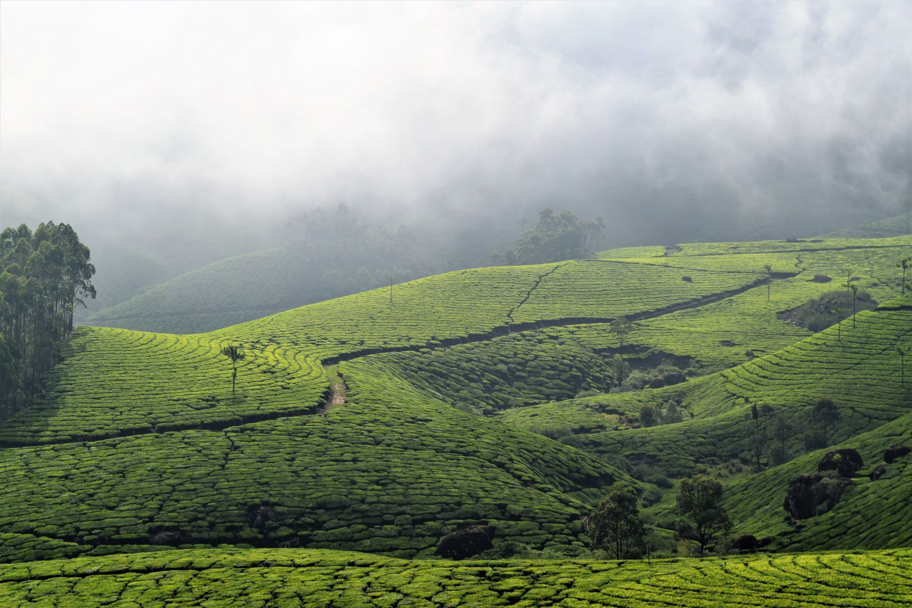 Jour 2 au Kerala