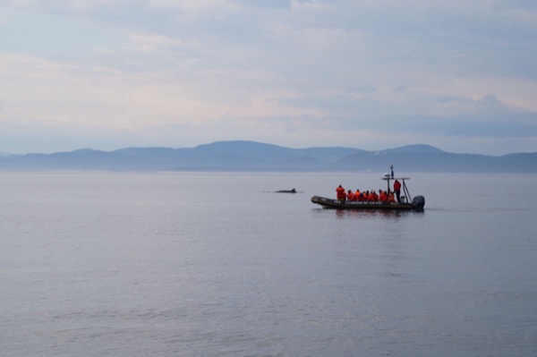 L'observation des baleines à Tadoussac