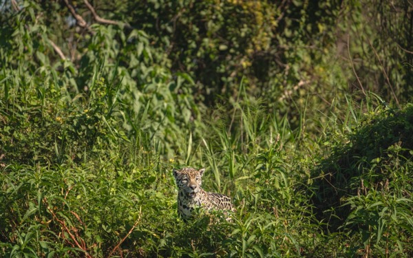 L'observation des jaguars
