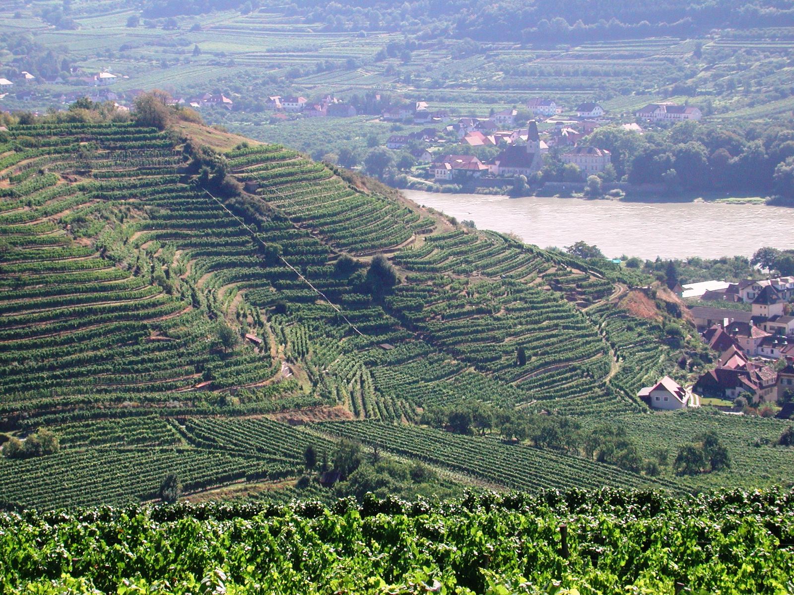 Les terrasses de vignes escaladent les coteaux au-dessus des villages viticoles (photo : Karl Bauer, CC BY 3.0 AT, Wikimedia Commons).